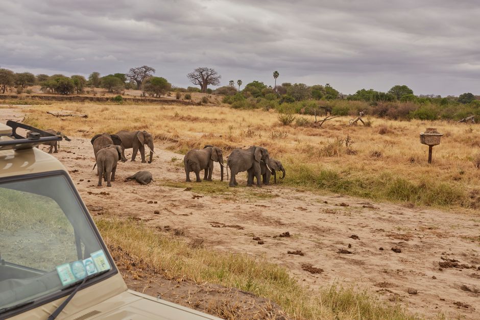 A group of seven elephants, including adults and calves, standing and walking on a dirt path within a savannah landscape during daytime. The scene features dry grass, scattered trees, and a cloudy sky. In the foreground, the edge of a beige vehicle with visible windows and roof racks is parked on the side of the path, suggesting a wildlife safari or tour setting. The elephants are positioned mostly on the dirt track, with some grazing or resting nearby. Including the vehicle in the scene subtly highlights the context of outdoor exploration or conservation transport, which aligns with the themes of moving logistics and transport services offered by Elephant and Castle Movers for house relocations and furniture transport. The natural environment, wildlife, and partial view of the vehicle create an accurate and detailed visual description relevant to administrative or relocation contexts within a natural or outdoor setting.